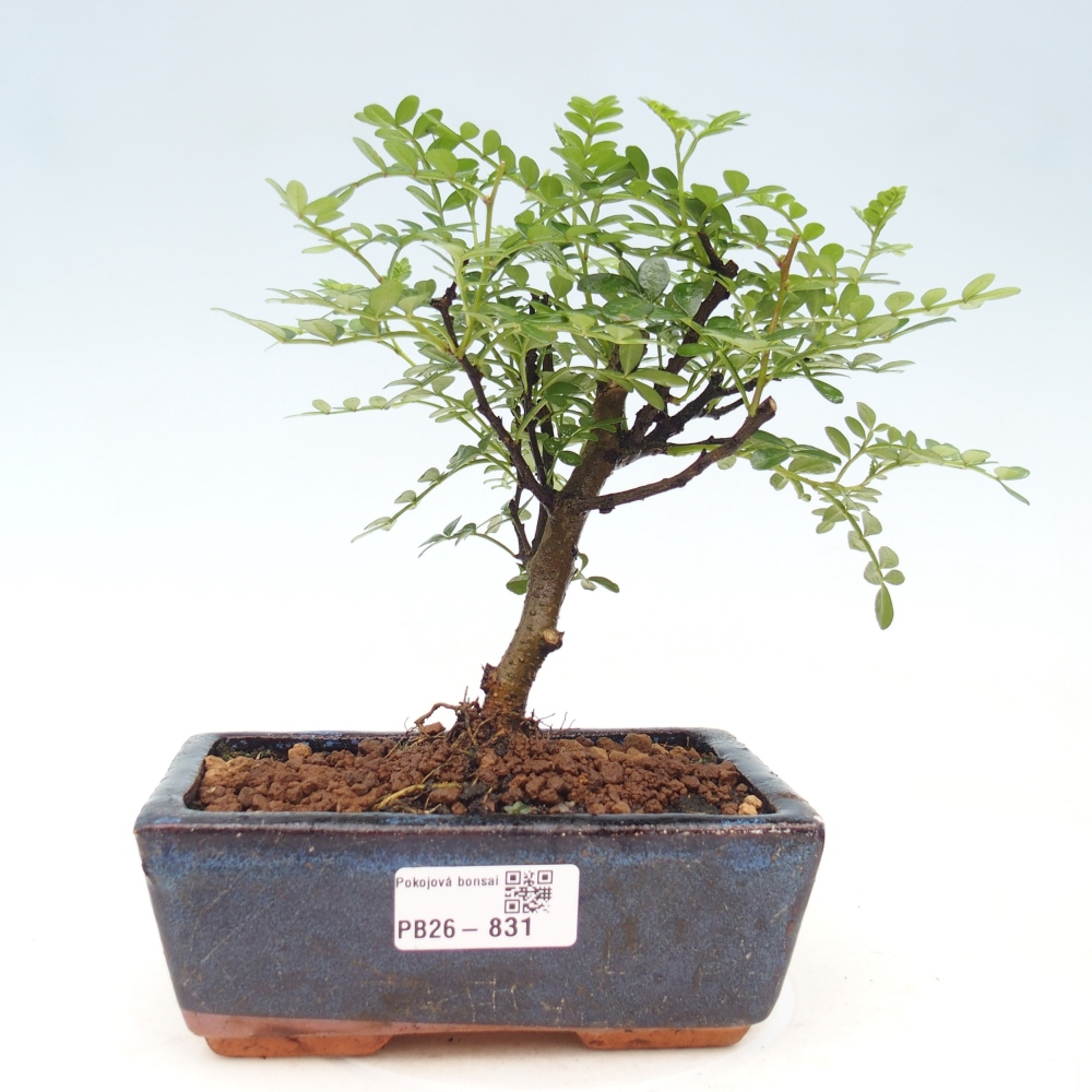 Zimmer Bonsai - Zantoxylum piperitum - Pfefferbaum