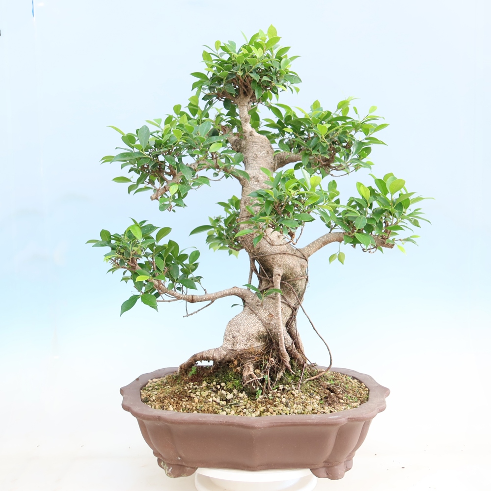 Zimmerbonsai - Ficus kimmen - Kleinblättriger Ficus