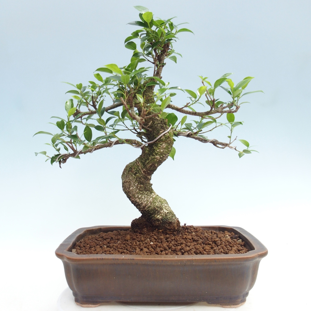 Zimmerbonsai - Ficus kimmen - Kleinblättriger Ficus