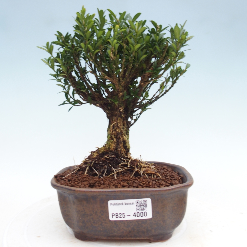 Zimmer Bonsai - Buxus harlandii - Korkbuxus