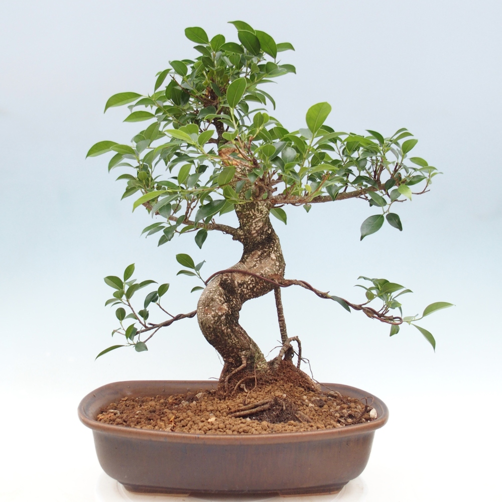 Zimmerbonsai - Ficus retusa - Kleinblättriger Ficus
