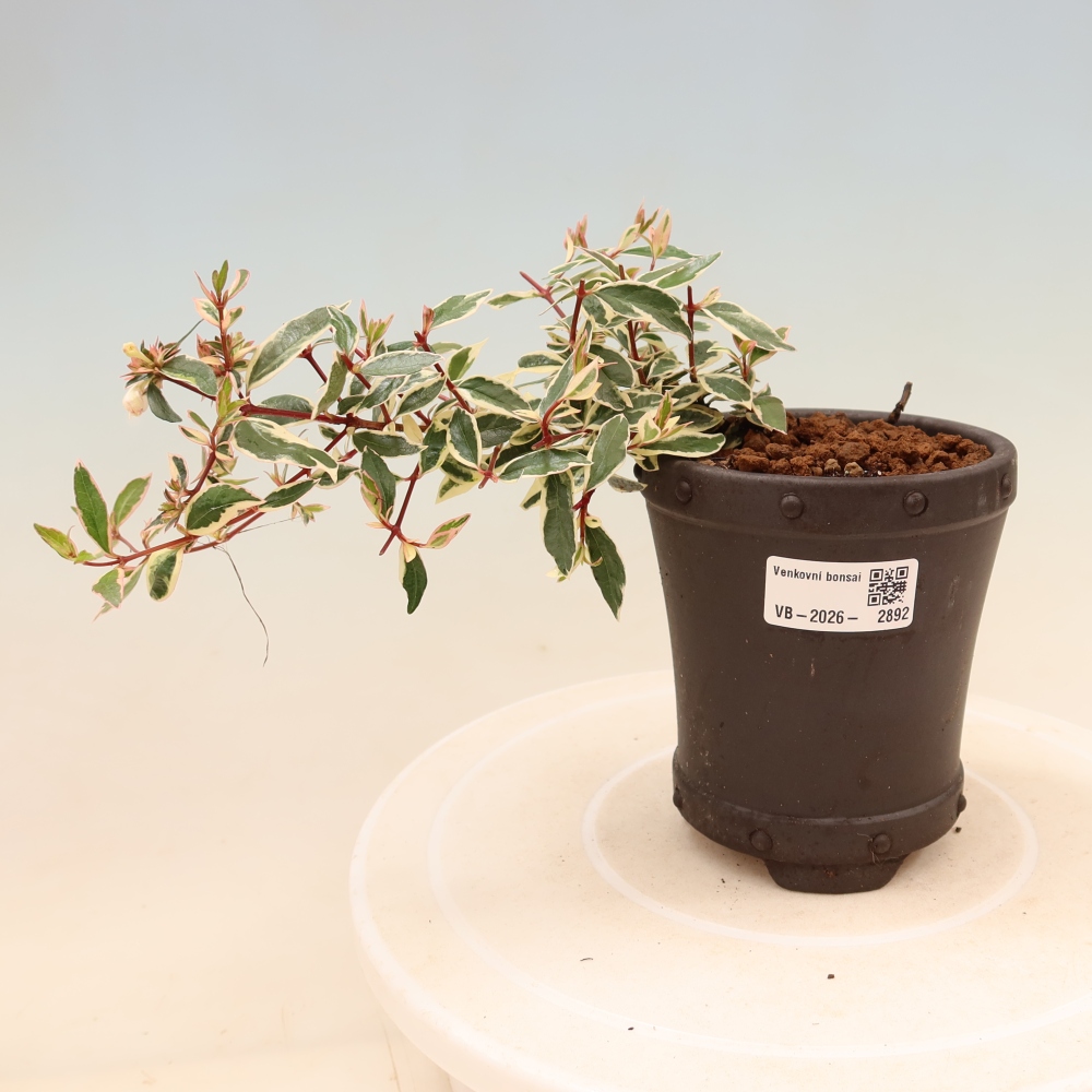 Bonsai für den Außenbereich – Abelia gr. Confetti – Großblütige Abelie