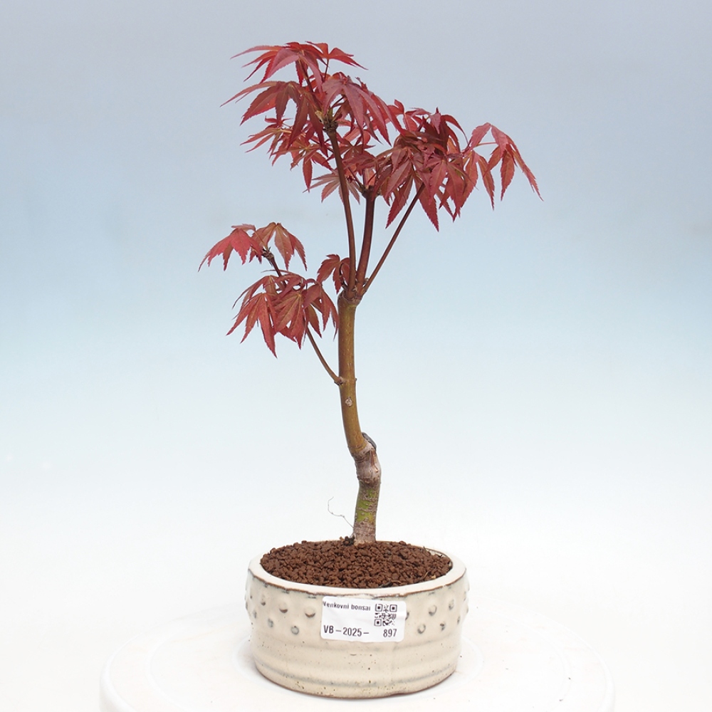 Bonsai im Freien - Acer-Palme. Atropurpureum-Palmenblatt-Ahorn