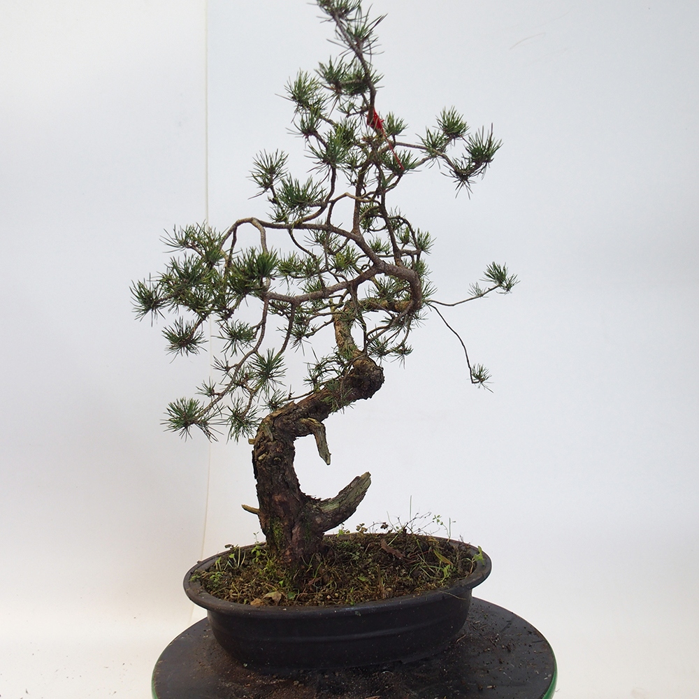 Yamadori - Pinus sylvestris Spanien