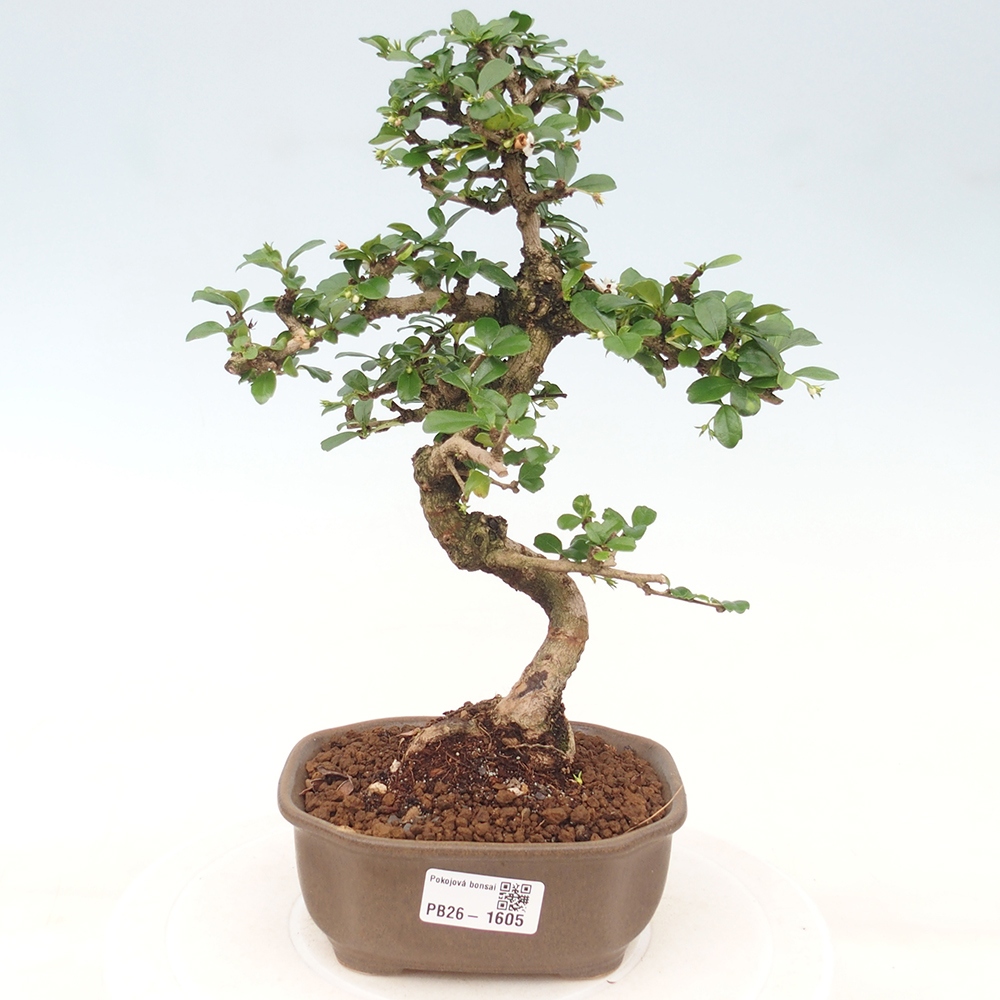 Zimmer-Bonsai - Carmona macrophylla - Tee-Fuki