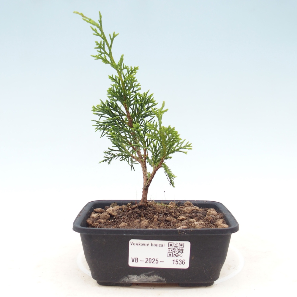 Outdoor bonsai - Juniperus chinensis Itoigawa - Chinese juniper