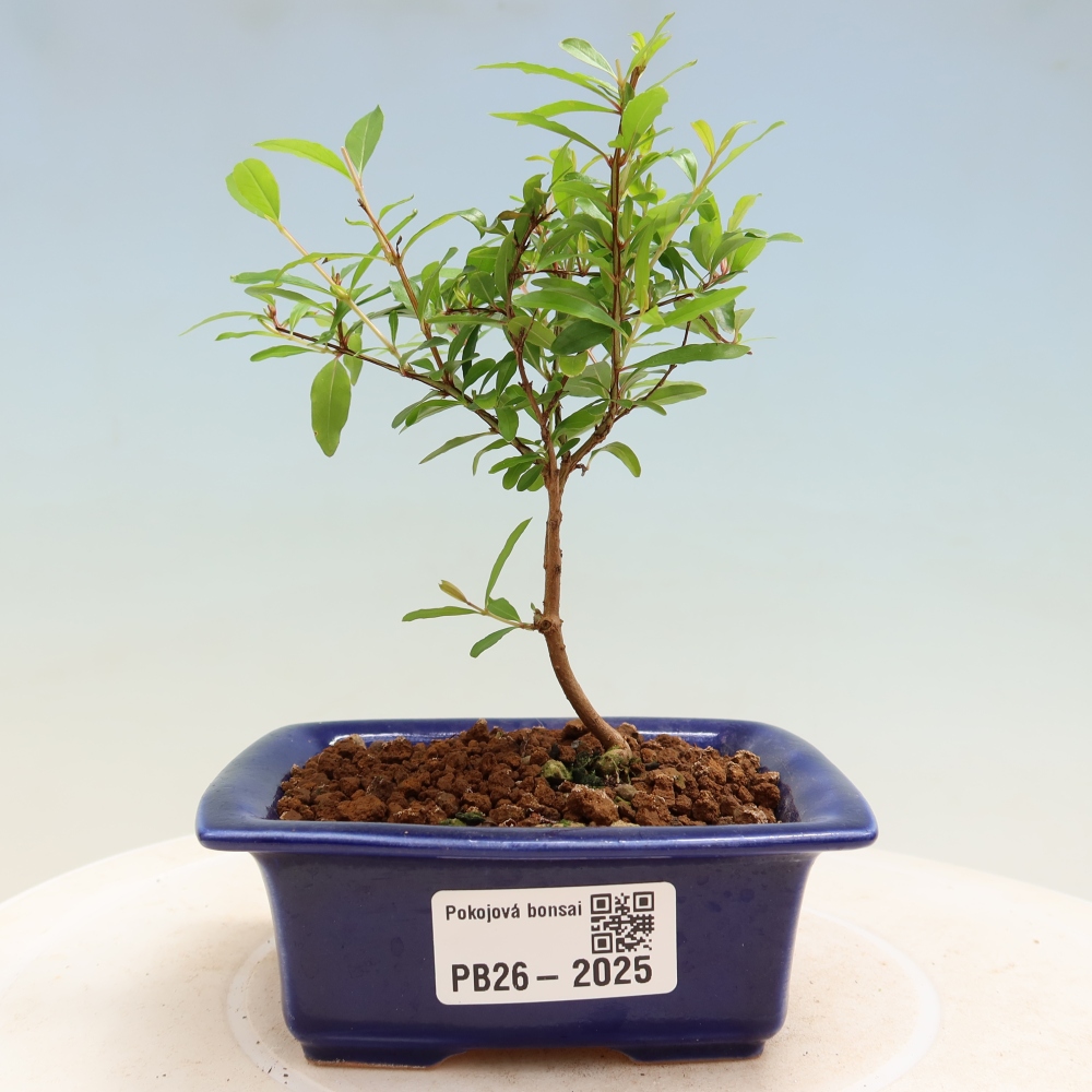 Zimmer-Bonsai-PUNICA granatum nana-Apfel-Granatapfel