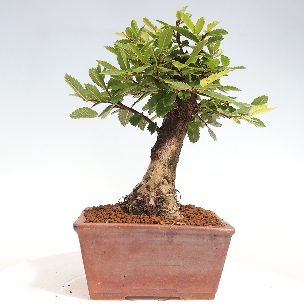 Bonsai im Freien - Zelkova - Zelkova NIRE