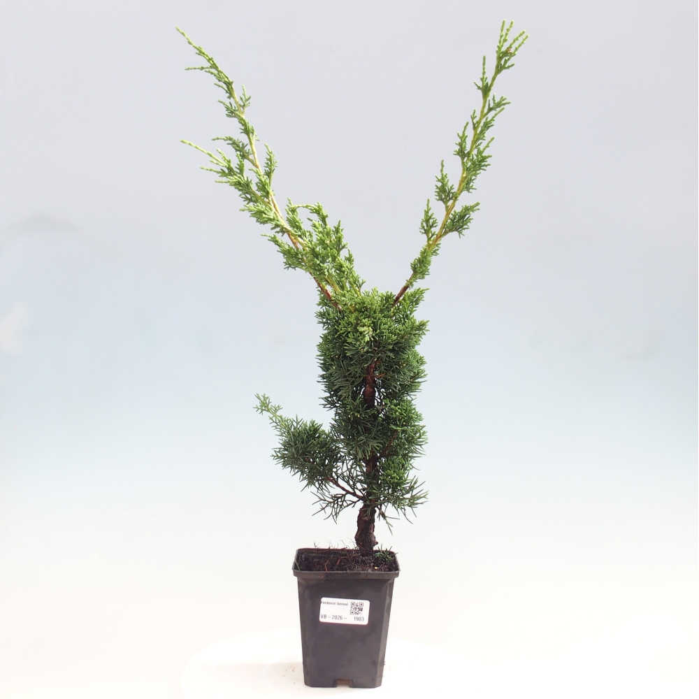 Bonsai für draußen - Juniperus chinensis Kishu