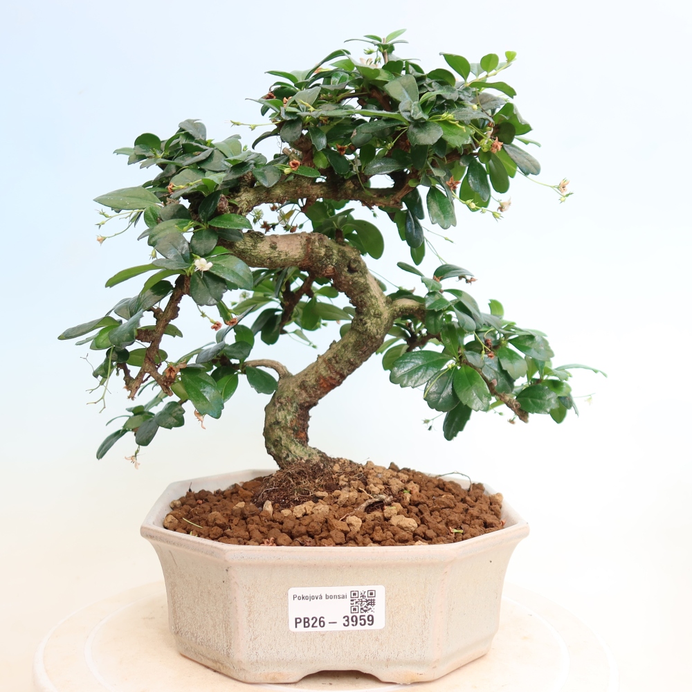 Zimmer-Bonsai - Carmona macrophylla - Tee-Fuki