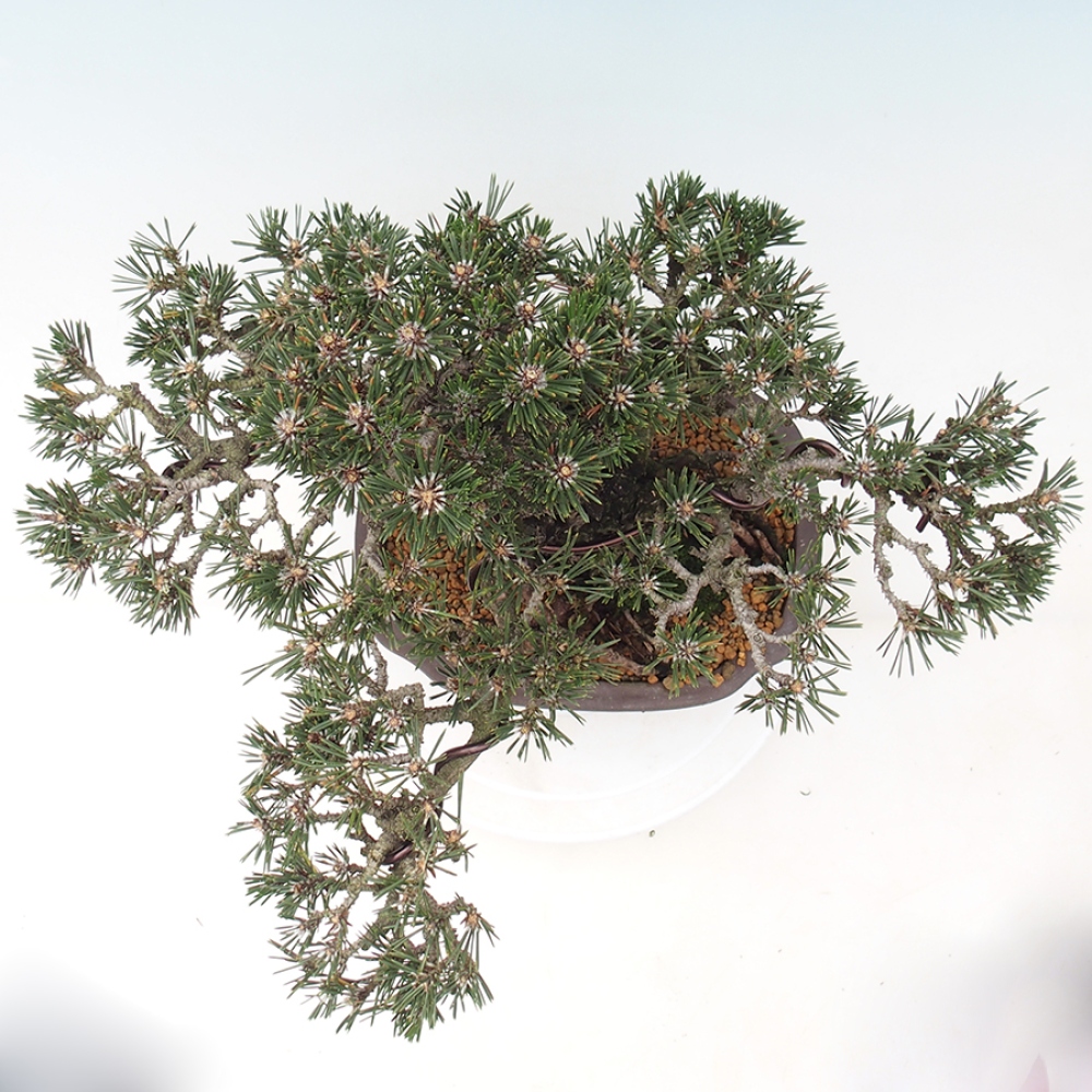 Bonsai für draußen - Pinus thunbergii Kotobuki - Thunberg-Kiefer