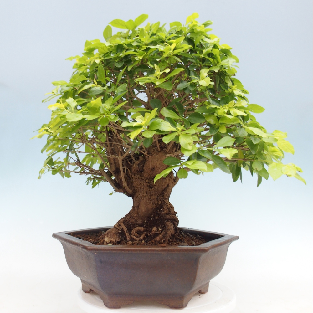 Zimmerbonsai - Duranta erecta Aurea - NUR PERSÖNLICHE ABHOLUNG oder Palettentransport