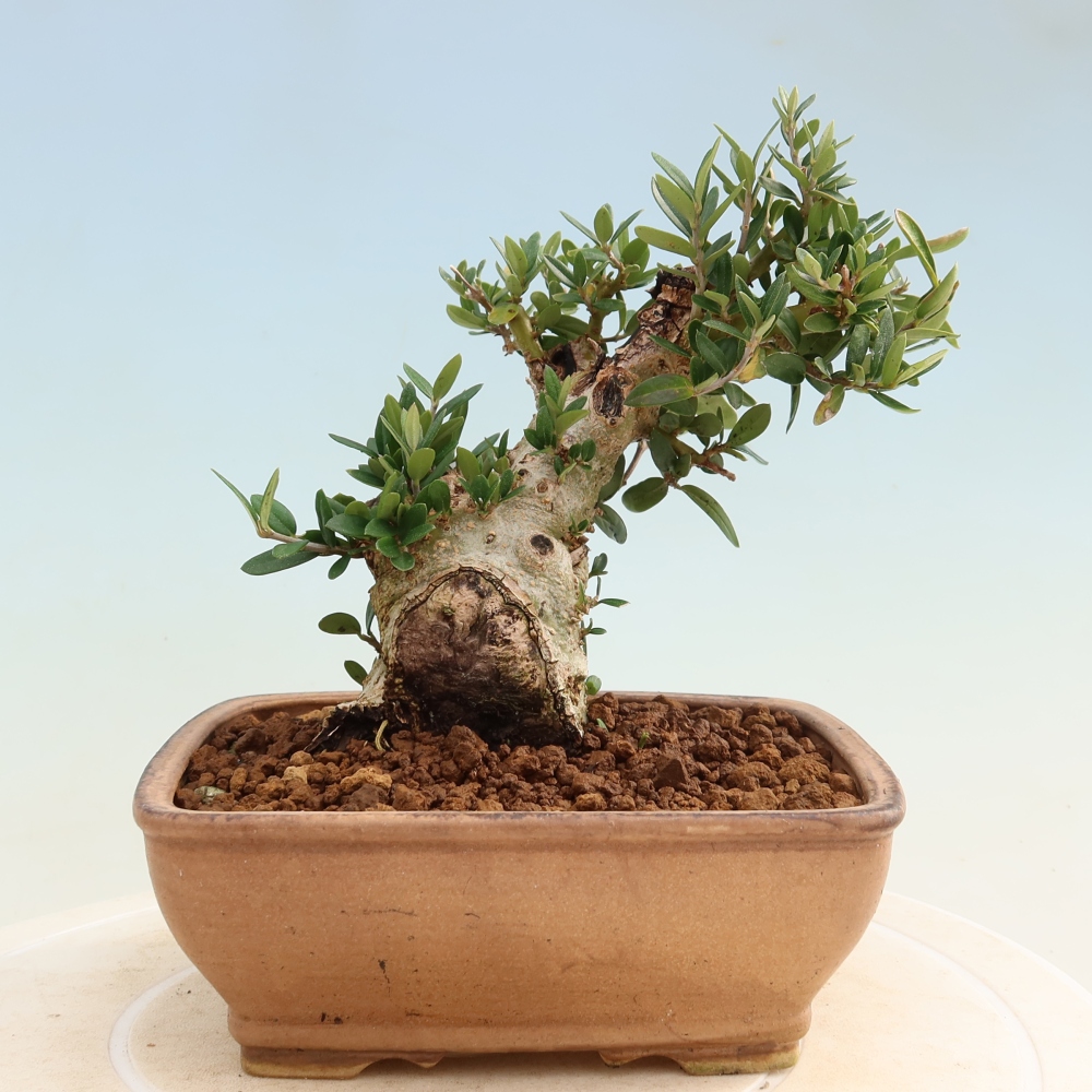 Zimmerbonsai - Olea europaea sylvestris