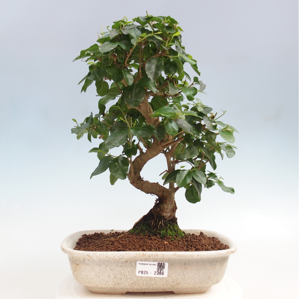 Zimmerbonsai -Ligustrum chinensis - Liguster