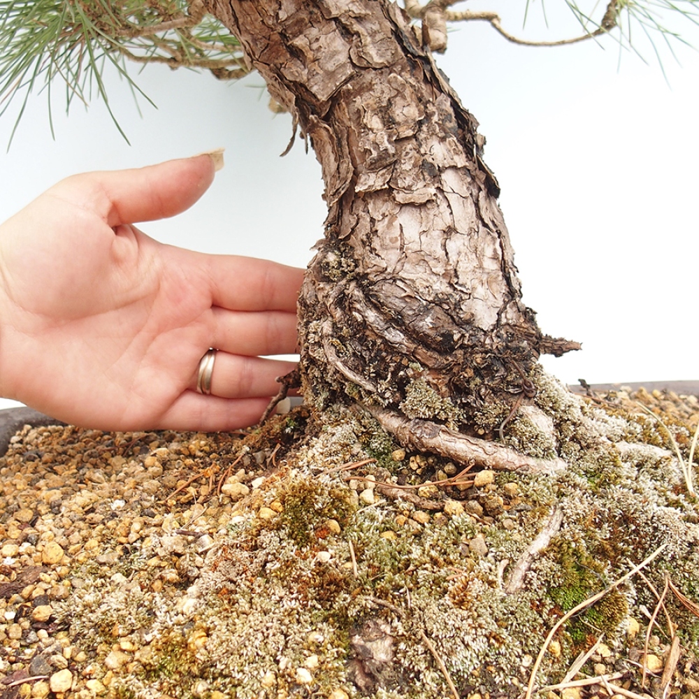 Bonsai für draußen - Pinus thunbergii - Thunberg-Kiefer