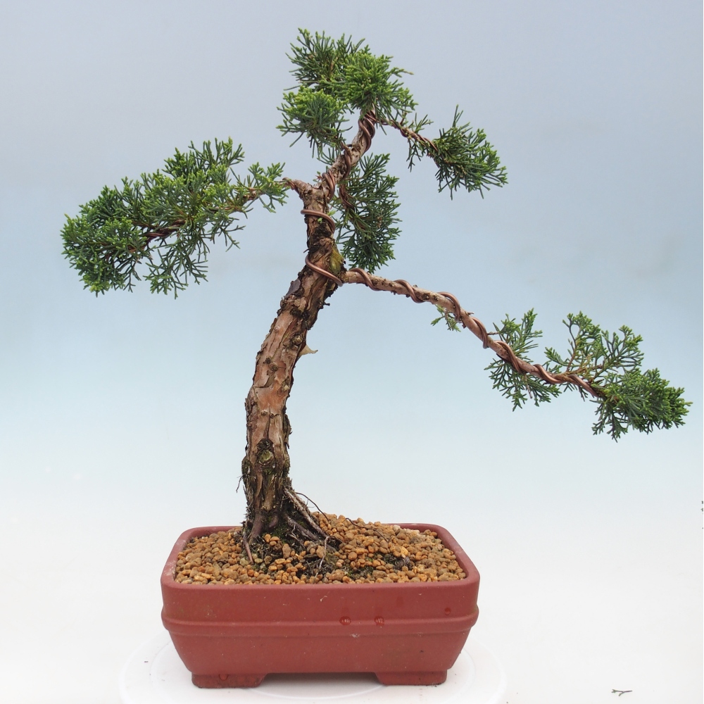 Bonsai für draußen - Juniperus chinensis Kishu