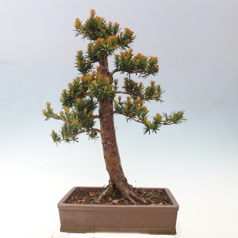 Bonsai im Freien - Taxus cuspidata - Japanische Eibe