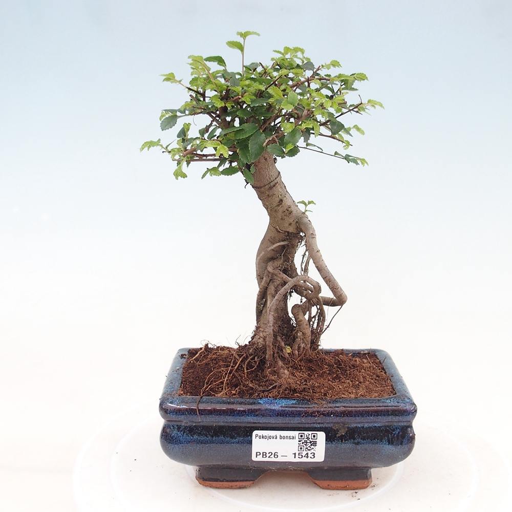 Zimmerbonsai - Ulmus parvifolia - Kleinblättrige Ulme