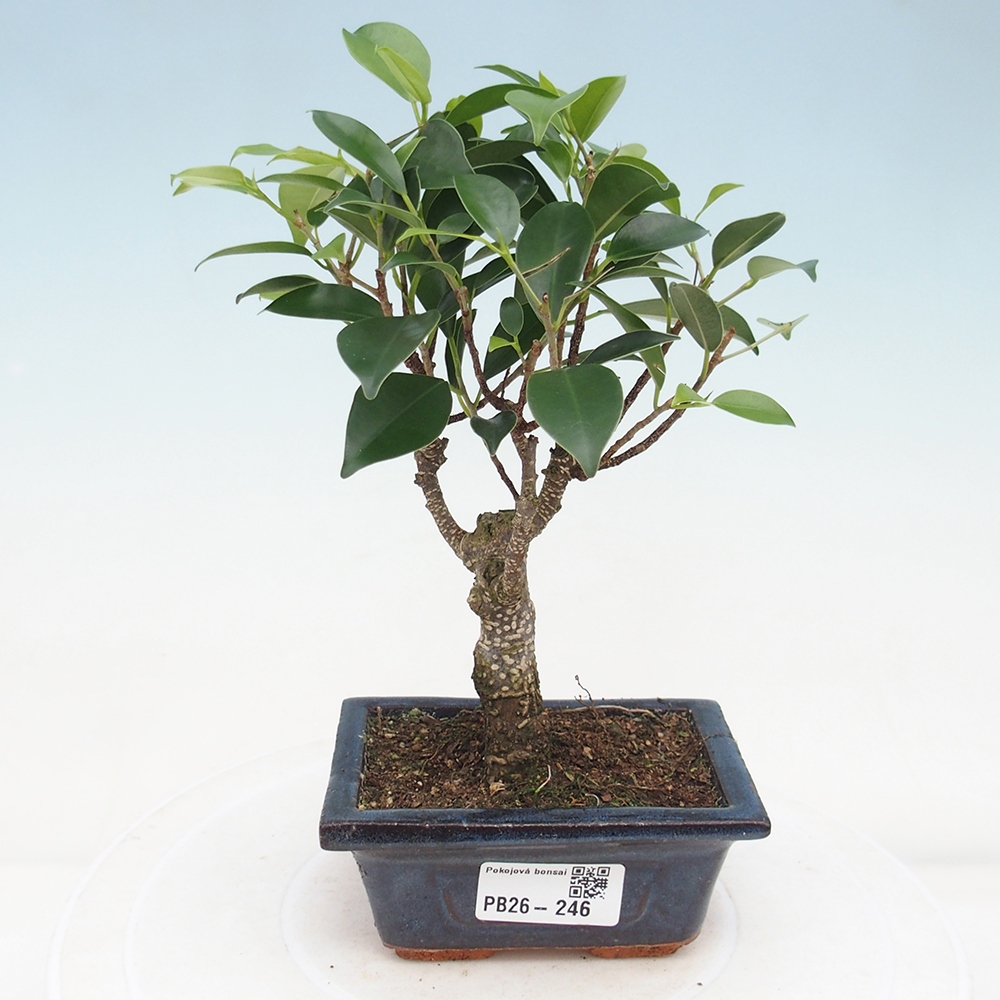 Zimmer Bonsai Ficus retusa kimmen