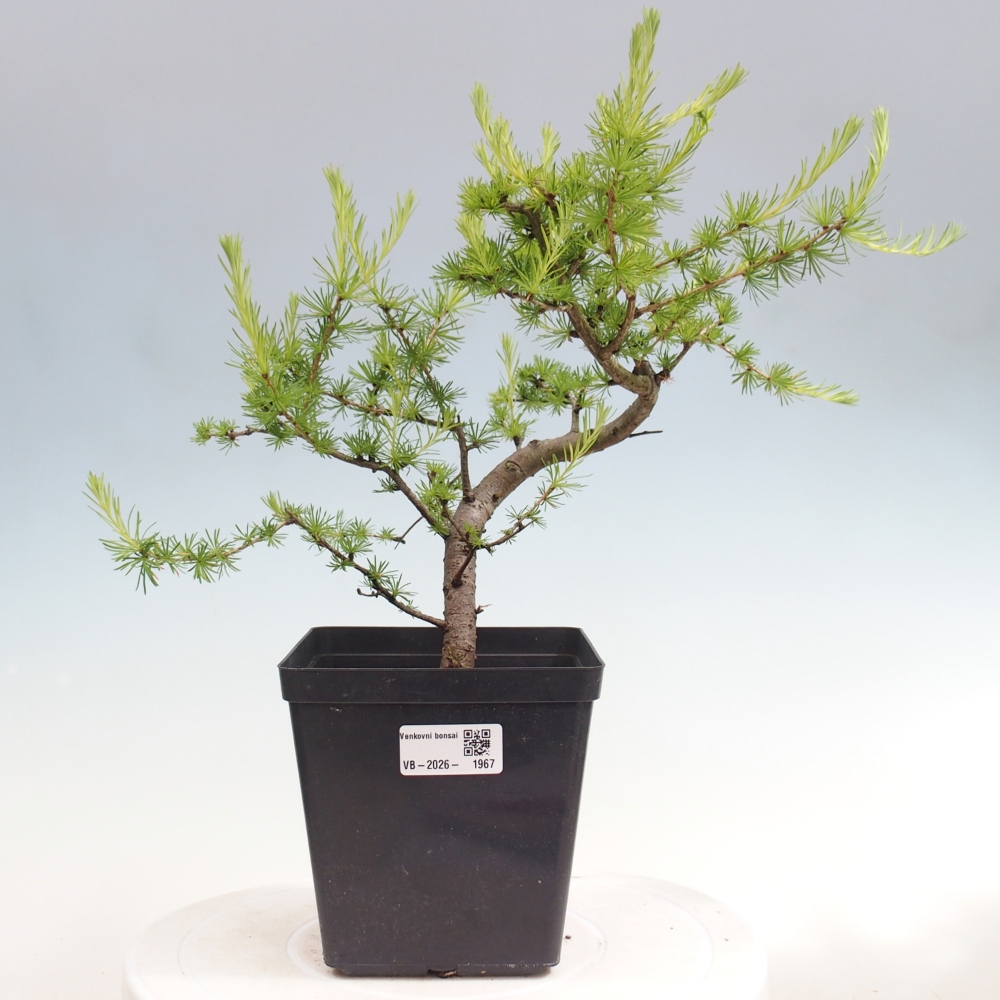 Bonsai für draußen -Larix decidua - Lärche