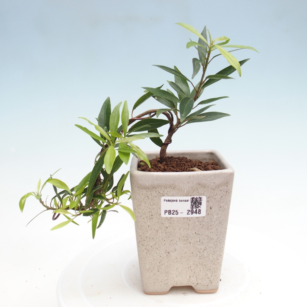 Zimmerbonsai - Ficus nerifolia - kleinblättriger Ficus