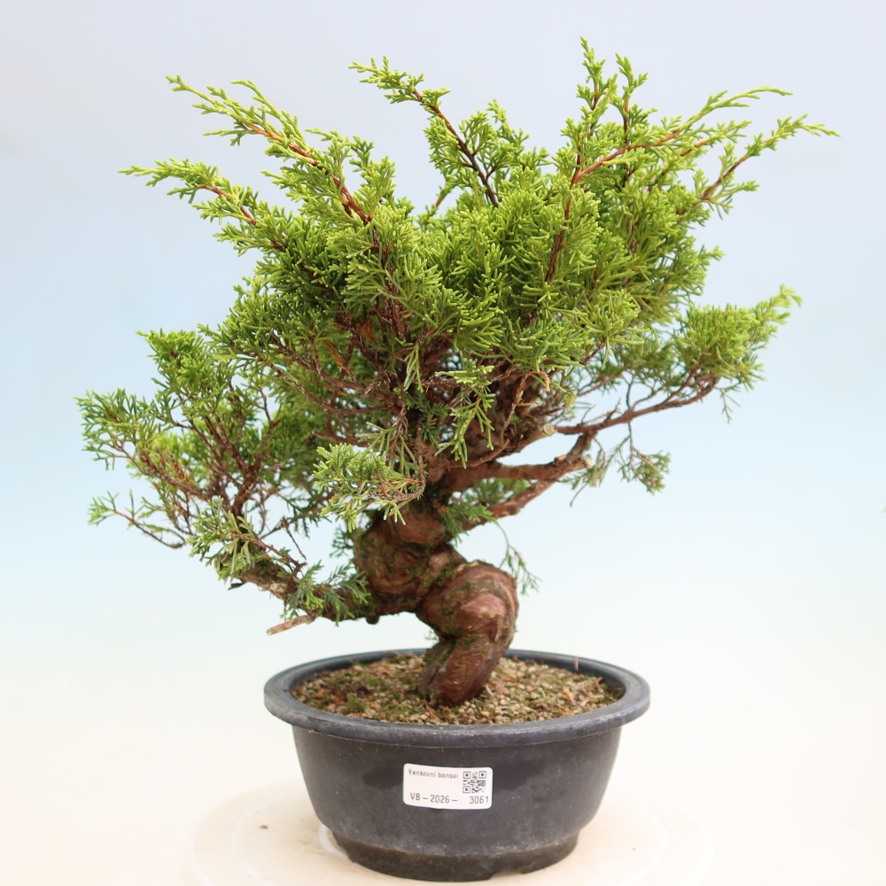 Bonsai für draußen - Juniperus chinensis Itoigawa-Juniperus chinensis