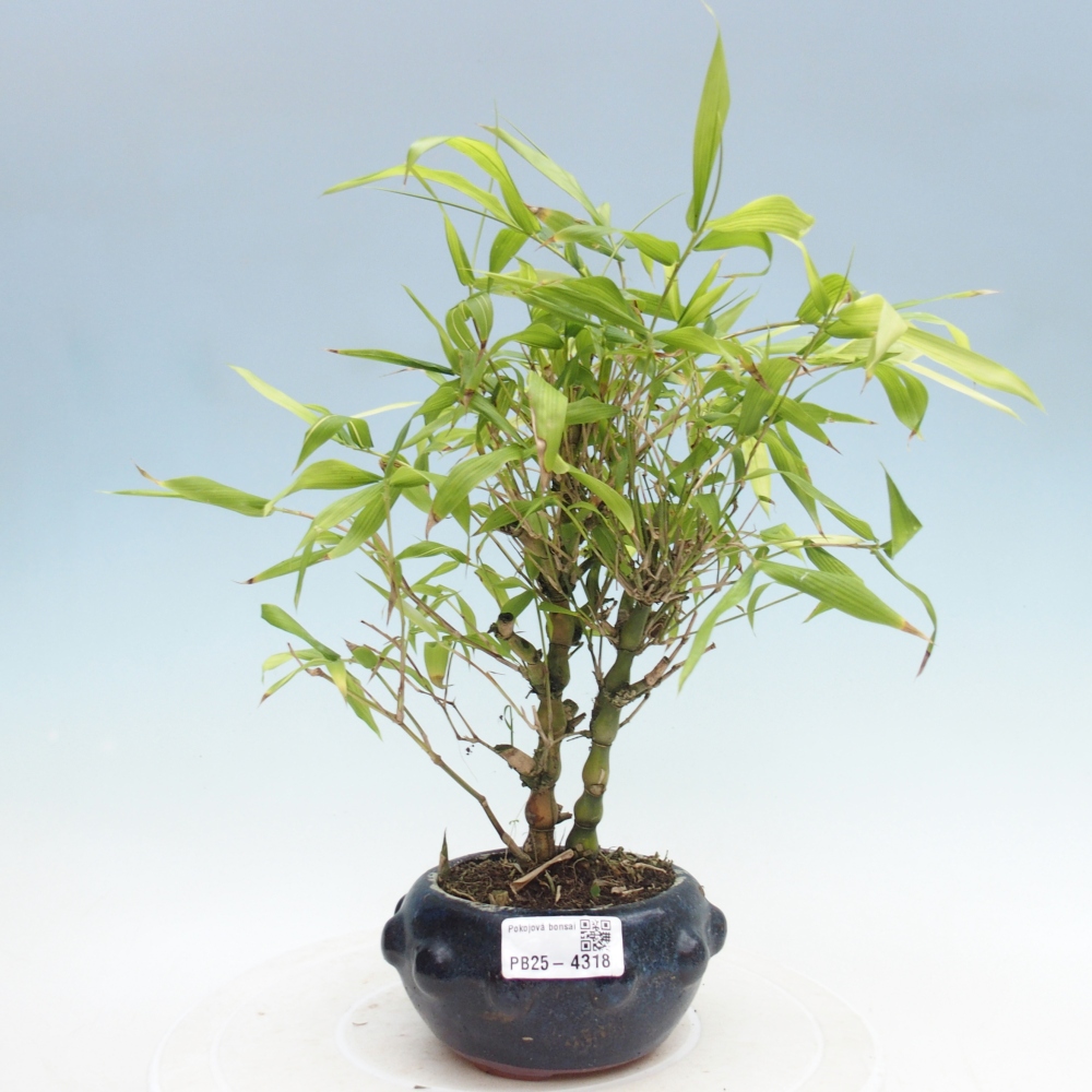 Zimmer Bonsai - Bambus budha-Bambus budha bauch