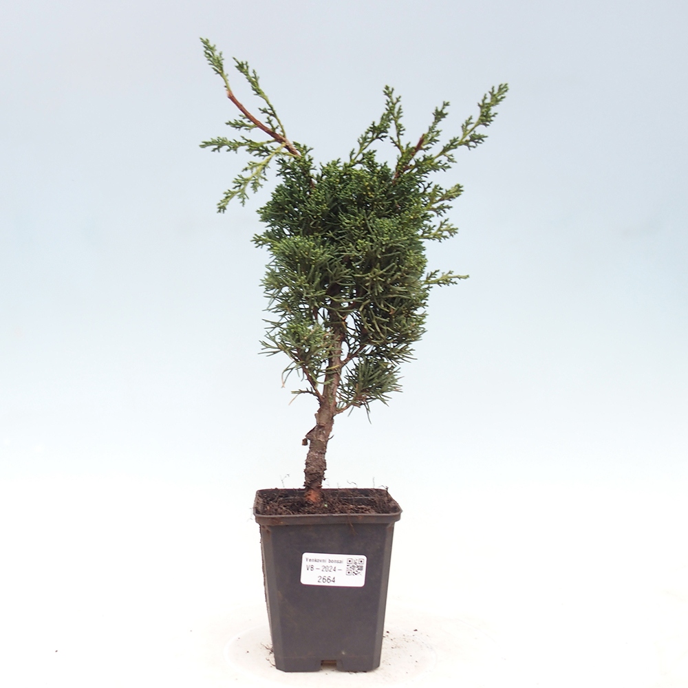 Outdoor-Bonsai - Juniperus chinensis Kishu - Chinesischer Wacholder