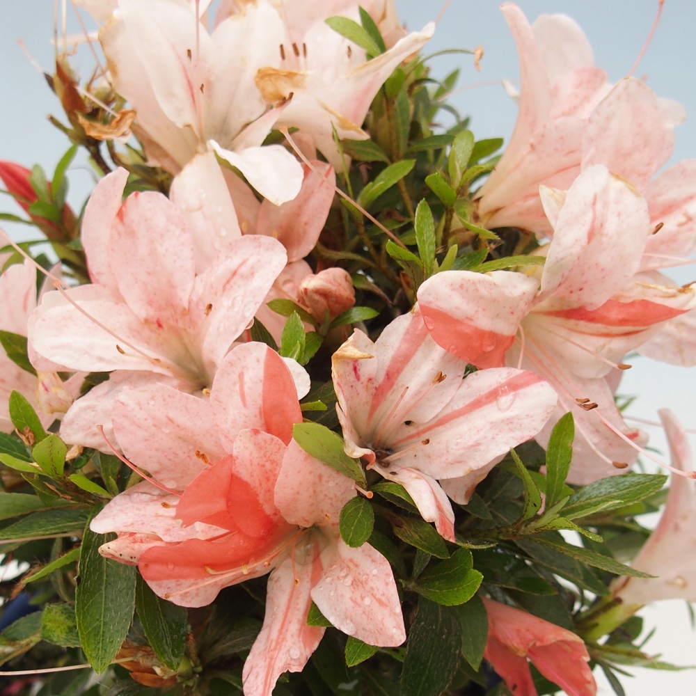 Bonsai im Freien - Japanische Azalee - Azalea Nikko