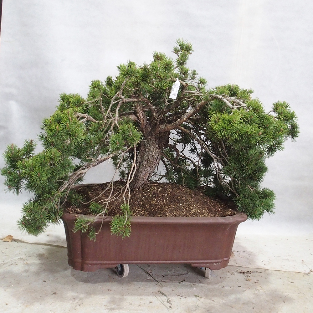 Yamadori - Pinus sylvestris 