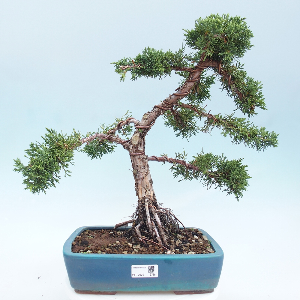 Outdoor-Bonsai - Juniperus chinensis Kishu - Chinesischer Wacholder