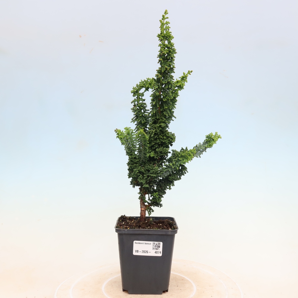 Bonsai für draußen - Cham. obtusa SEKKA HINOKI - Zypresse