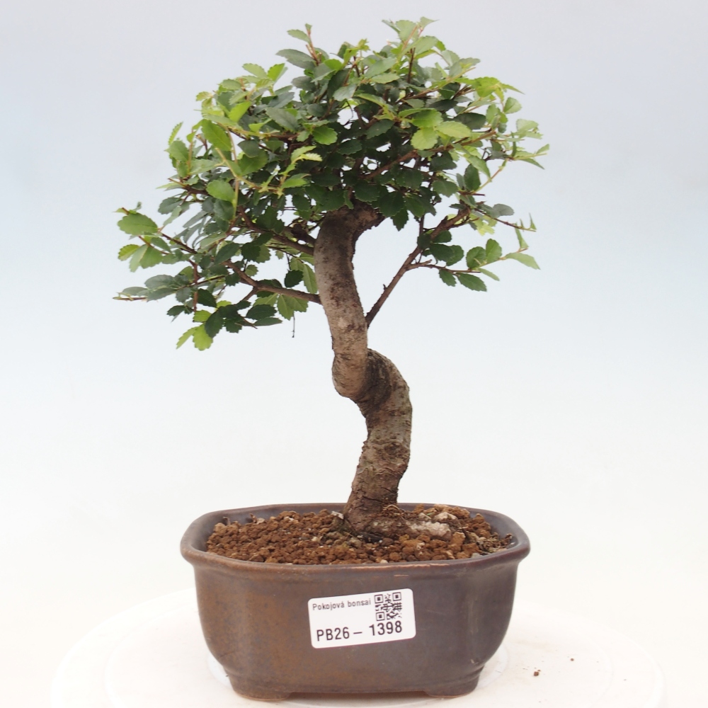 Zimmerbonsai - Ulmus parvifolia - Kleinblättrige Ulme