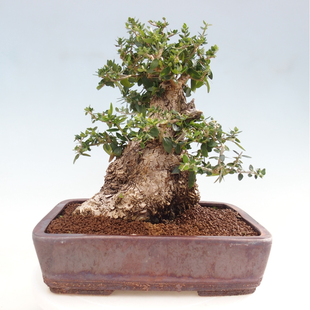 Indoor-Bonsai - Olea europaea sylvestris - Europäisches kleinblättriges Olivenöl