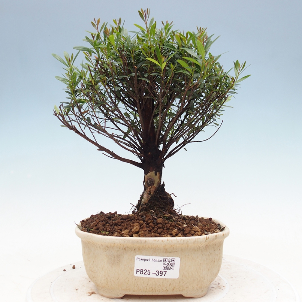 Zimmer Bonsai - Syzygium - Pimentovník