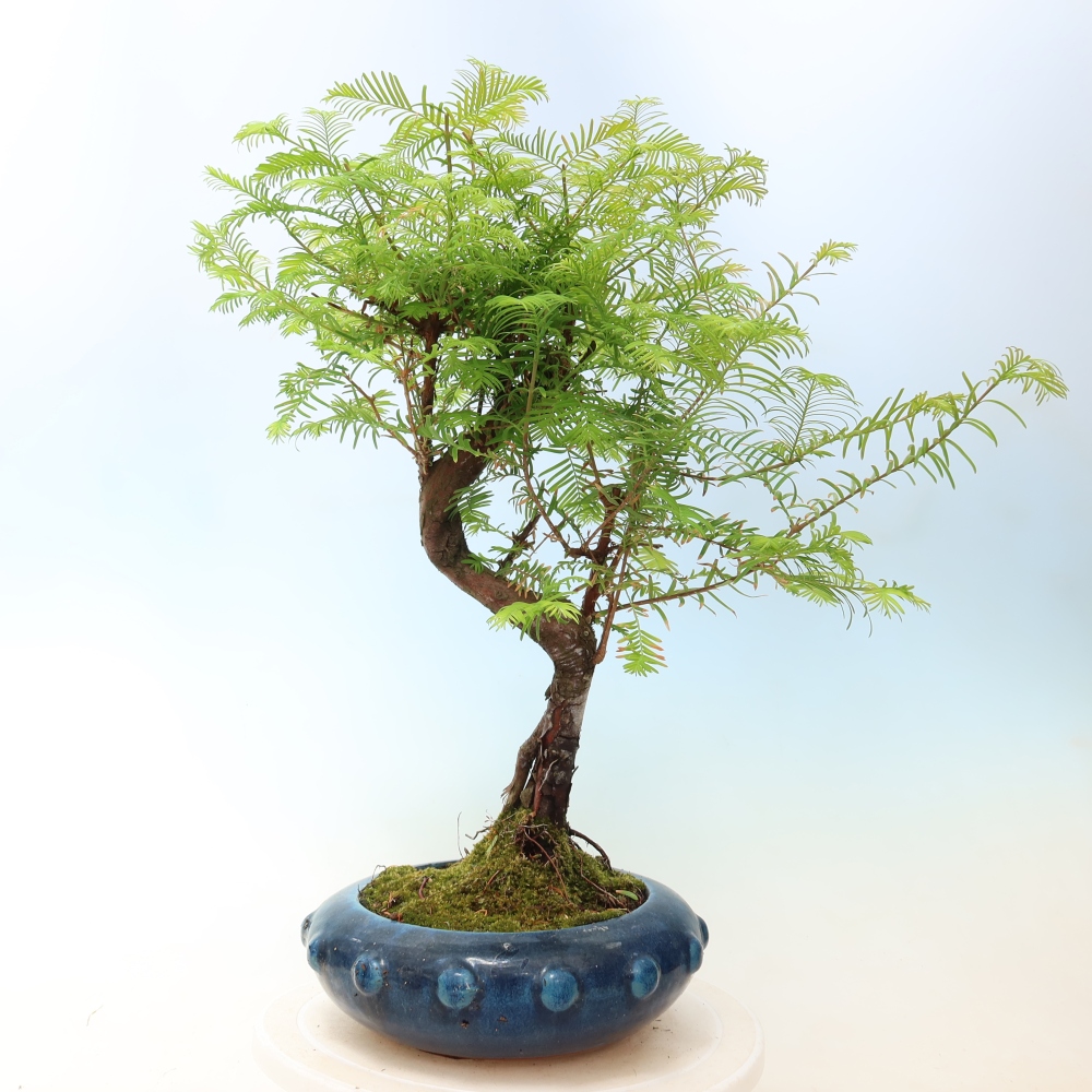 Bonsai für draußen - Metasequoia glyptostroboides - Chinesische Metasequoia