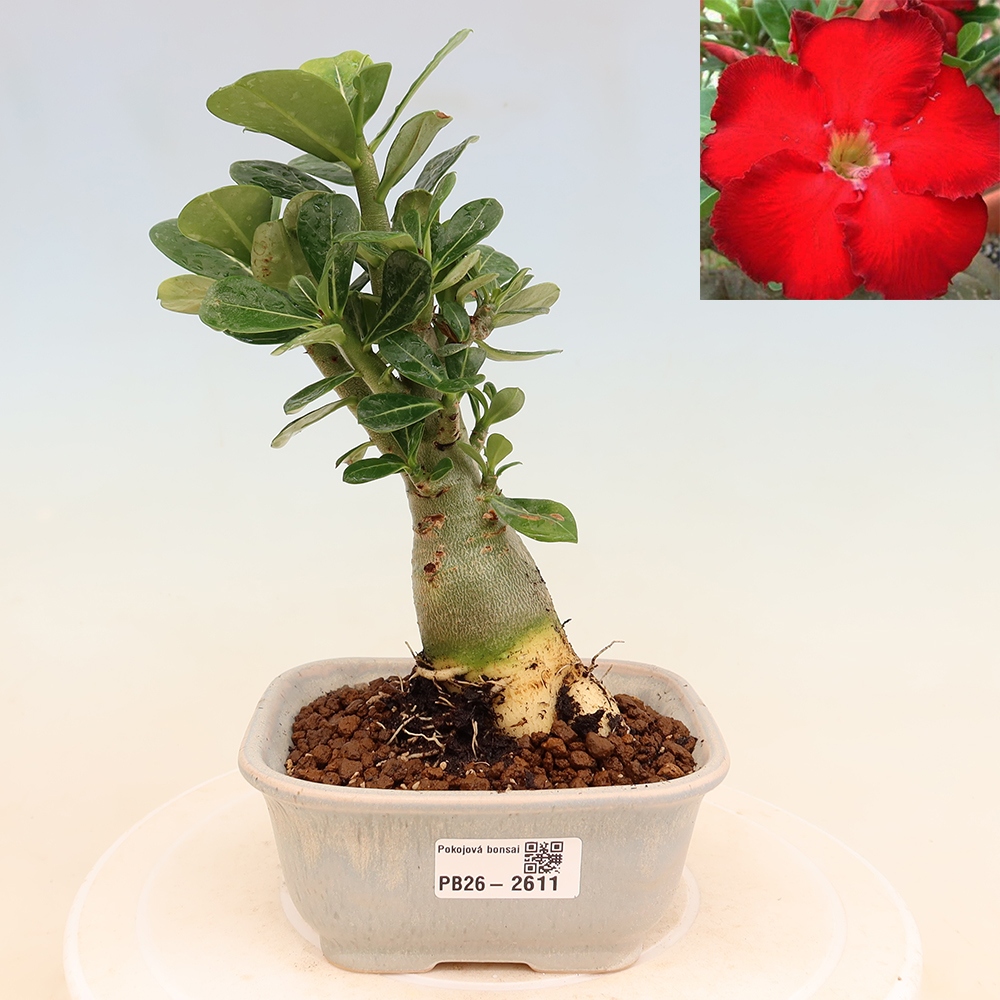 Zimmerbonsai – Adenium obesum „Red Star“ – Wüstenrose