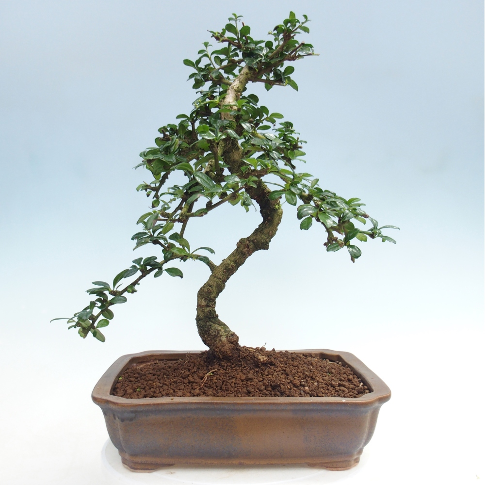 Zimmer-Bonsai - Carmona macrophylla - Tee-Fuki