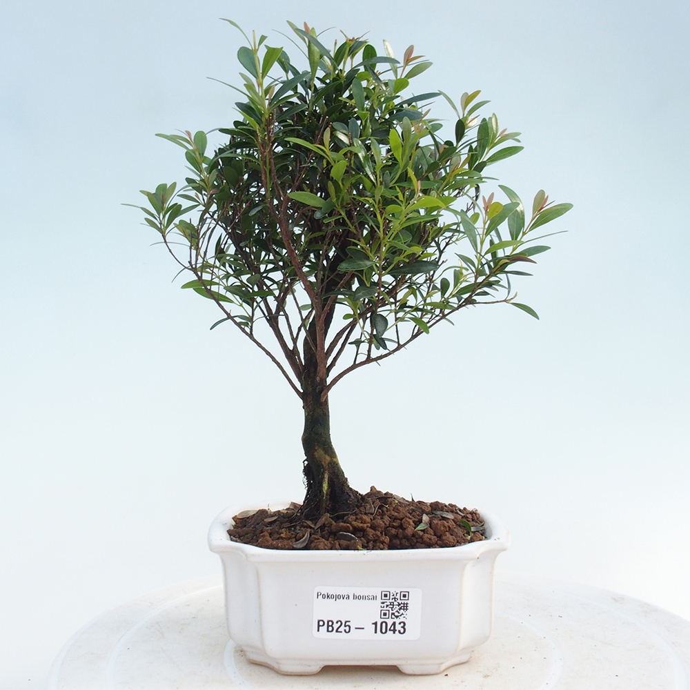 Zimmer Bonsai - Syzygium - Pimentovník