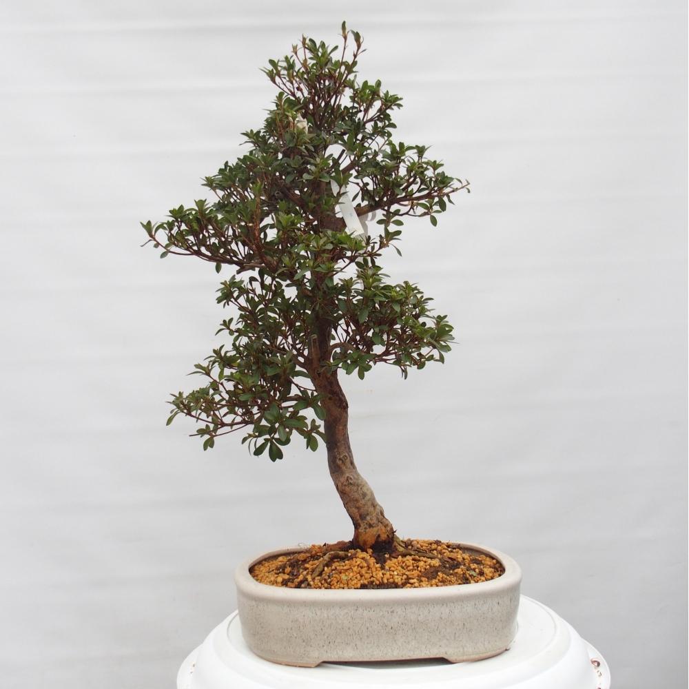 Bonsai für draußen - Japanische Azalee - Azalee Hanatsuzuri