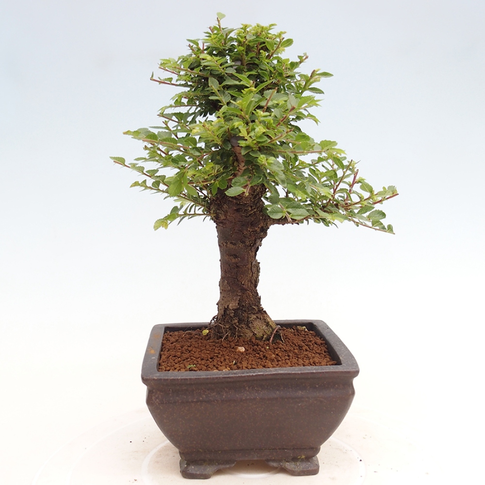 Bonsai im Freien - Ulmus parvifolia Hokkaido - Chinesische Ulme