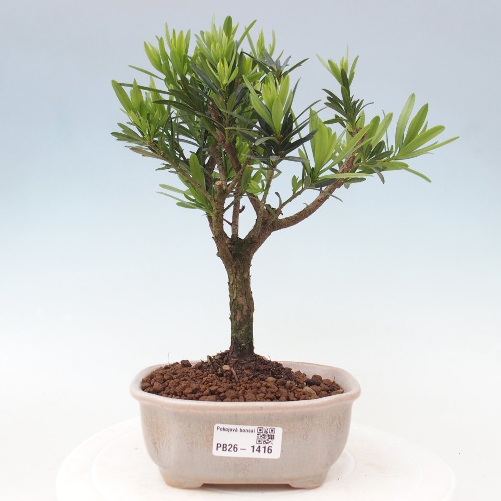 Zimmerbonsai - Podocarpus - Stein-Eibe