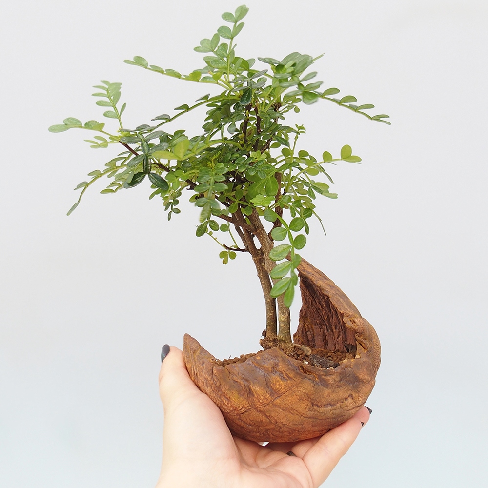 Zimmer Bonsai - Zantoxylum piperitum - Pfefferbaum