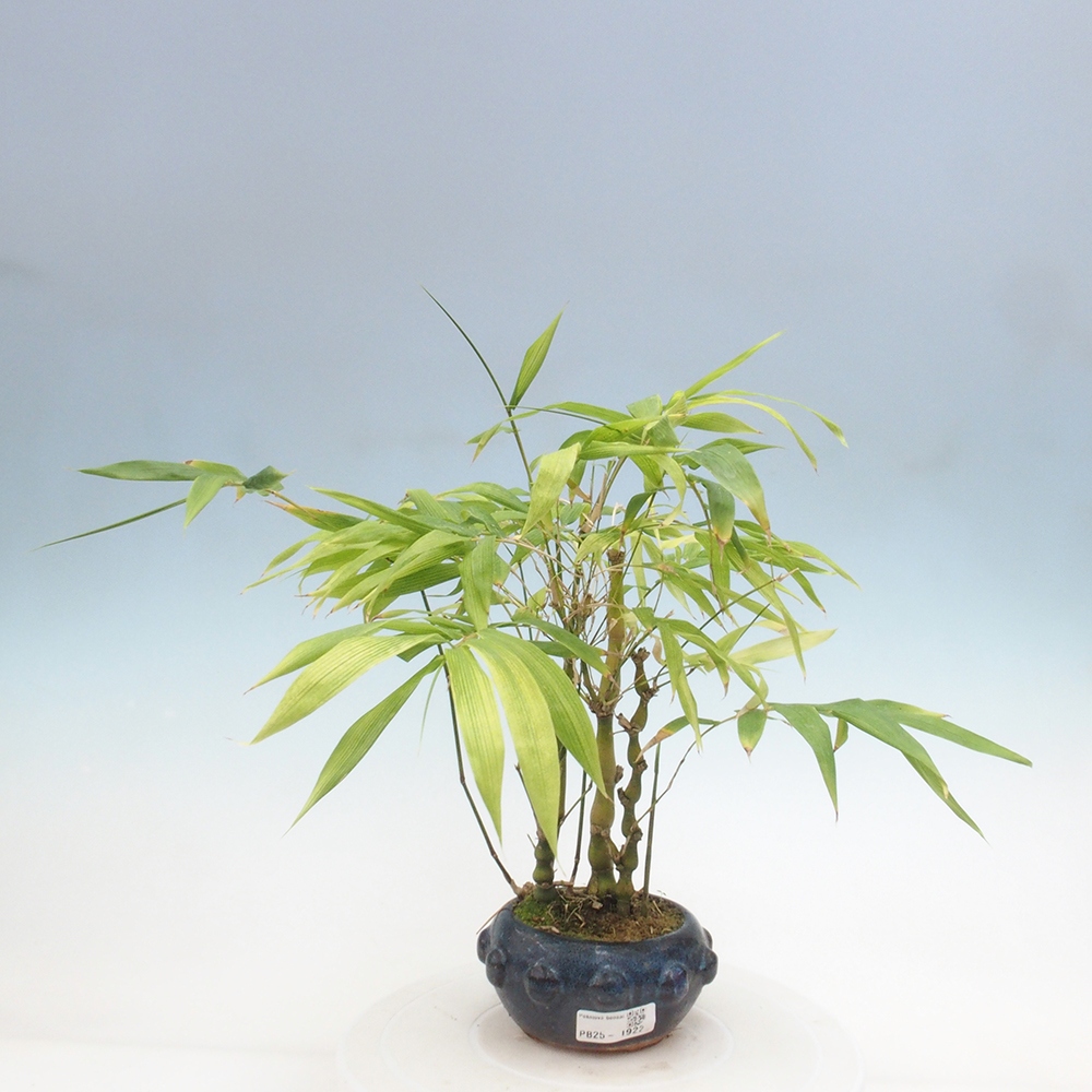 Zimmerbonsai - Bambus-Buddha-Bambus-Buddha-Bauch