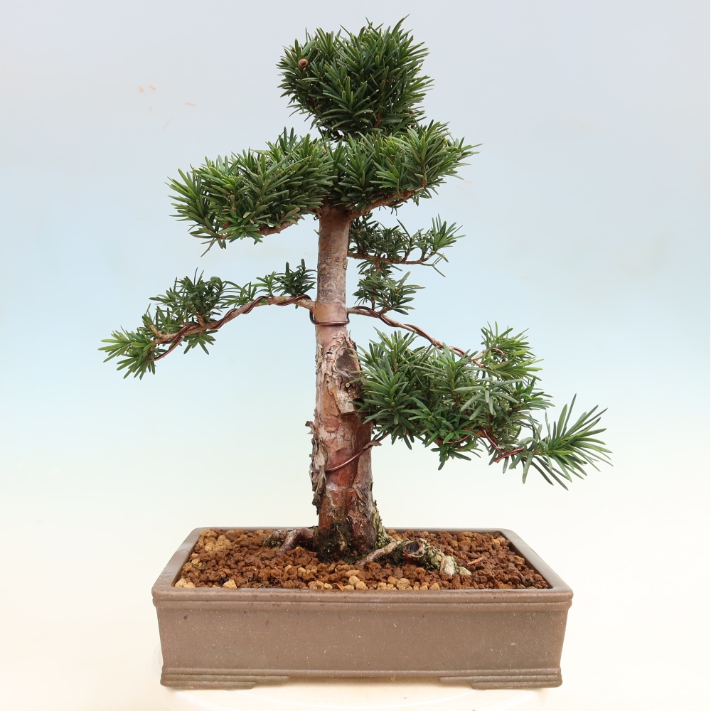 Bonsai für draußen - Taxus cuspidata - Japanische Eibe