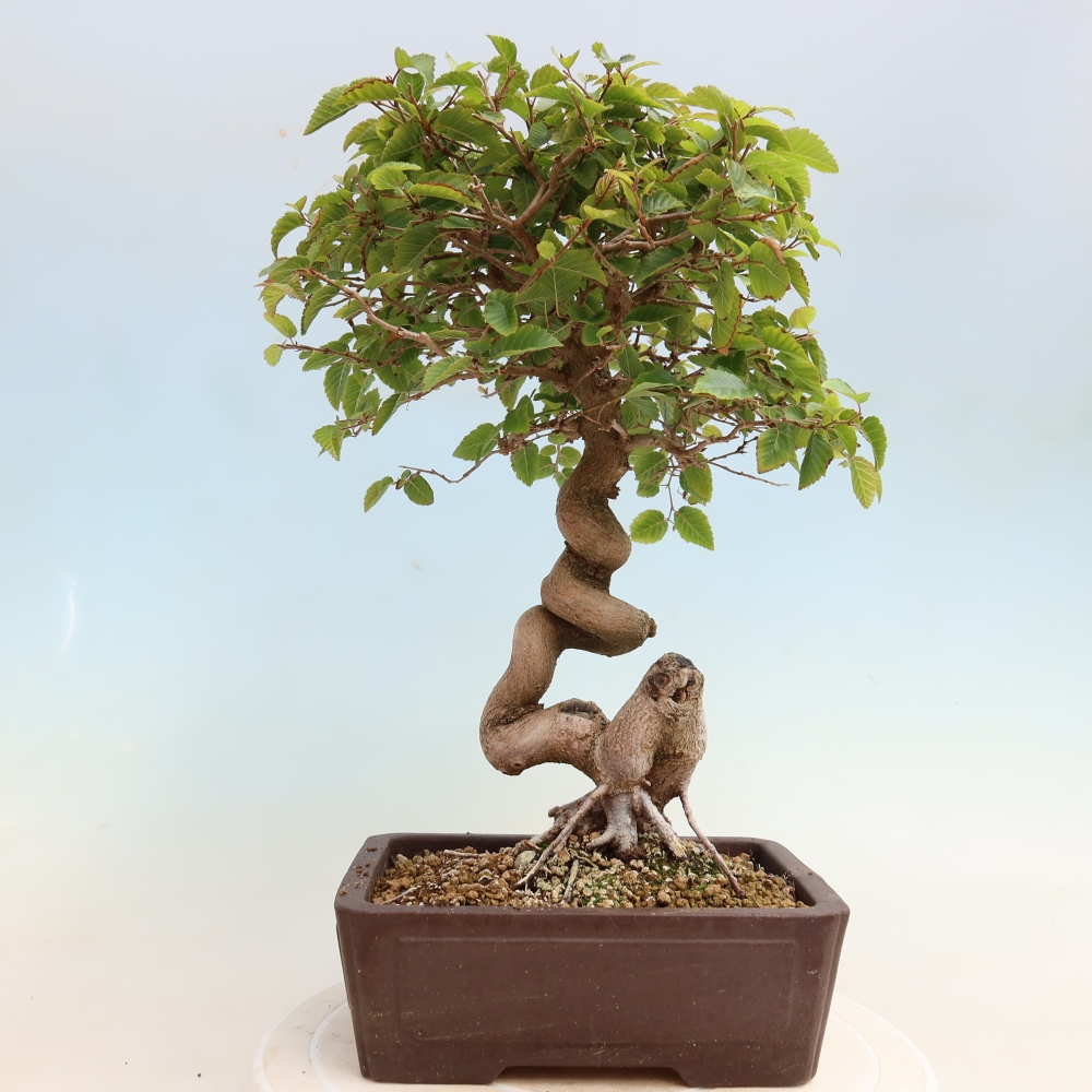 Bonsai für draußen -Carpinus CARPINOIDES - Koreanische Hainbuche