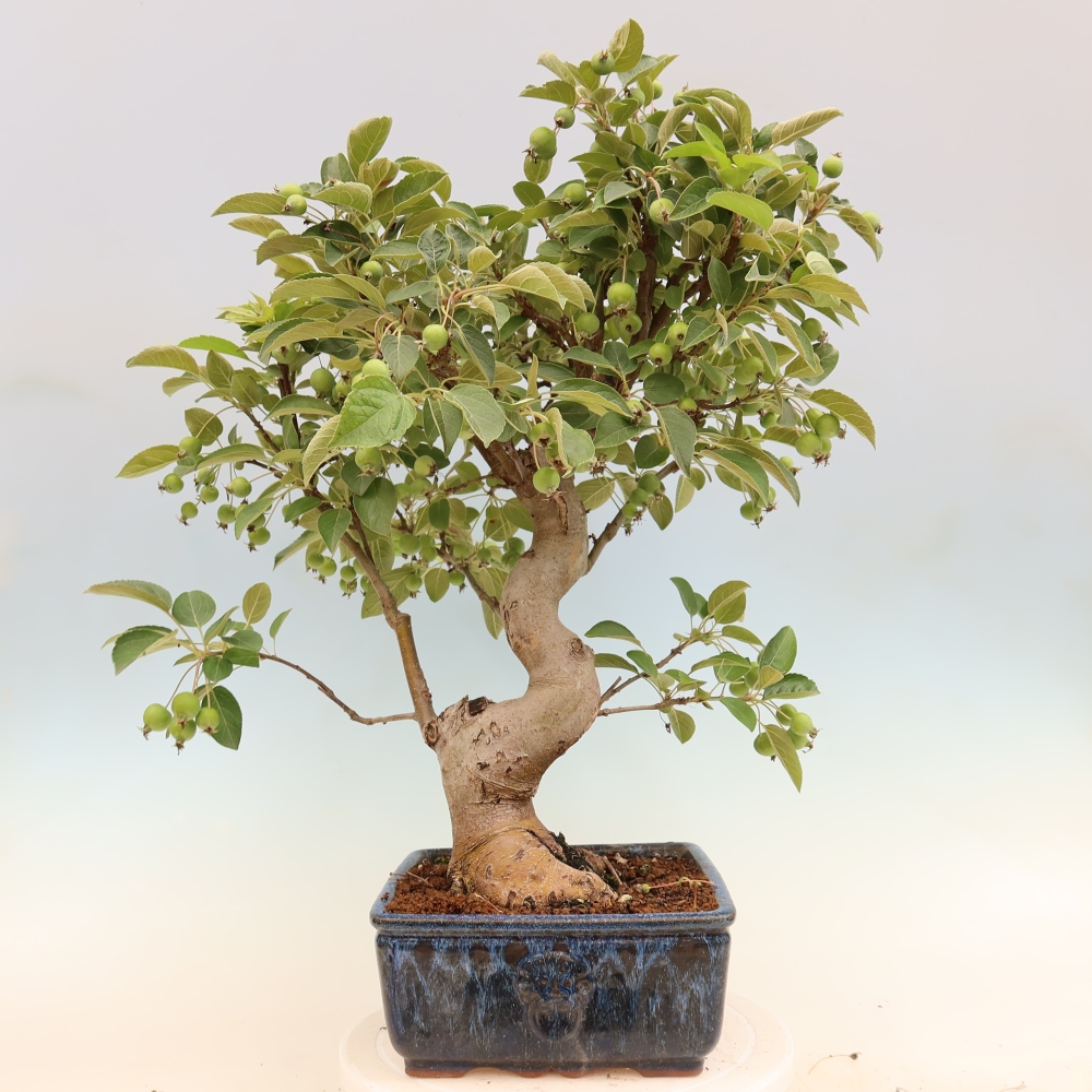 Outdoor-Bonsai -Malus halliana - Kleinfrüchtiger Apfelbaum