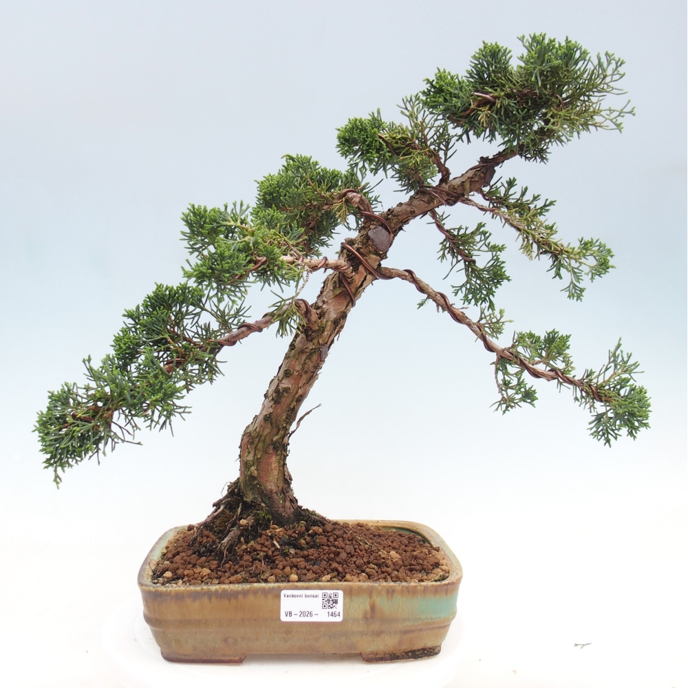 Bonsai für draußen - Juniperus chinensis Kishu