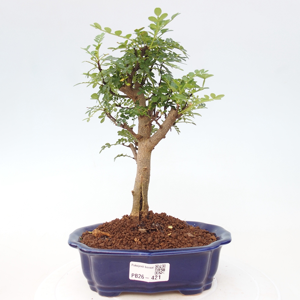 Zimmer Bonsai - Zantoxylum piperitum - Pfefferbaum