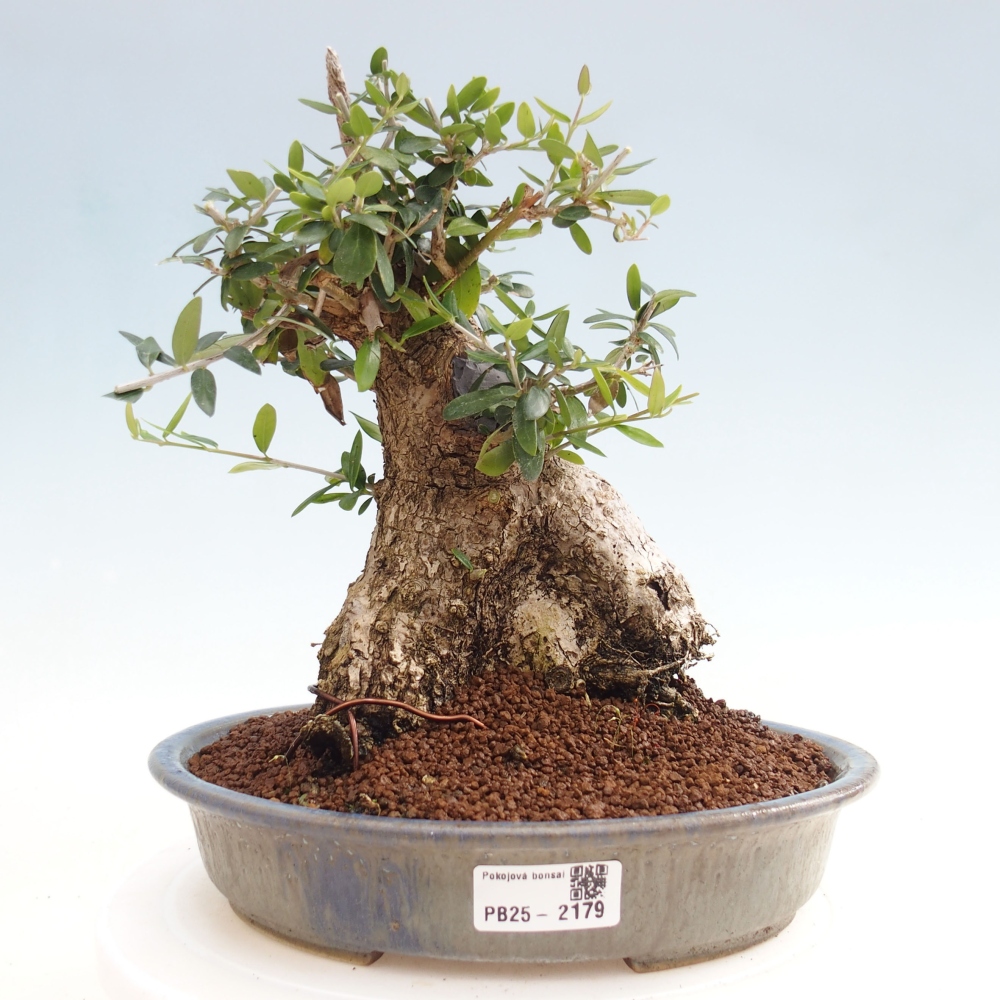 Indoor-Bonsai - Olea europaea sylvestris - Europäisches kleinblättriges Olivenöl